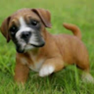 Meet your Posher, Corbin